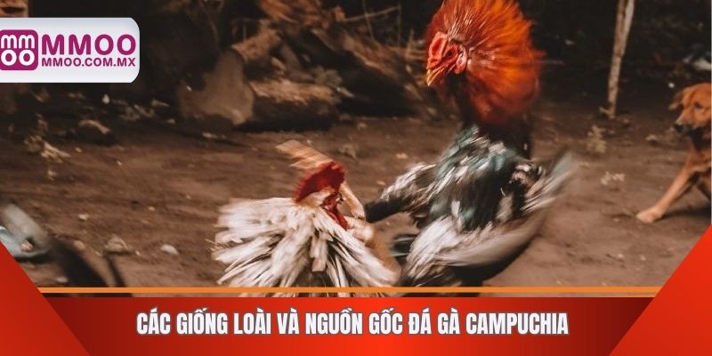 Các giống loài và nguồn gốc đá gà Campuchia