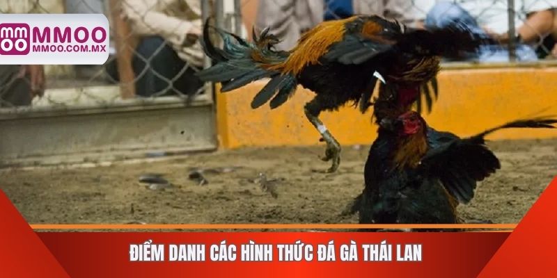Điểm danh các hình thức đá gà Thái Lan